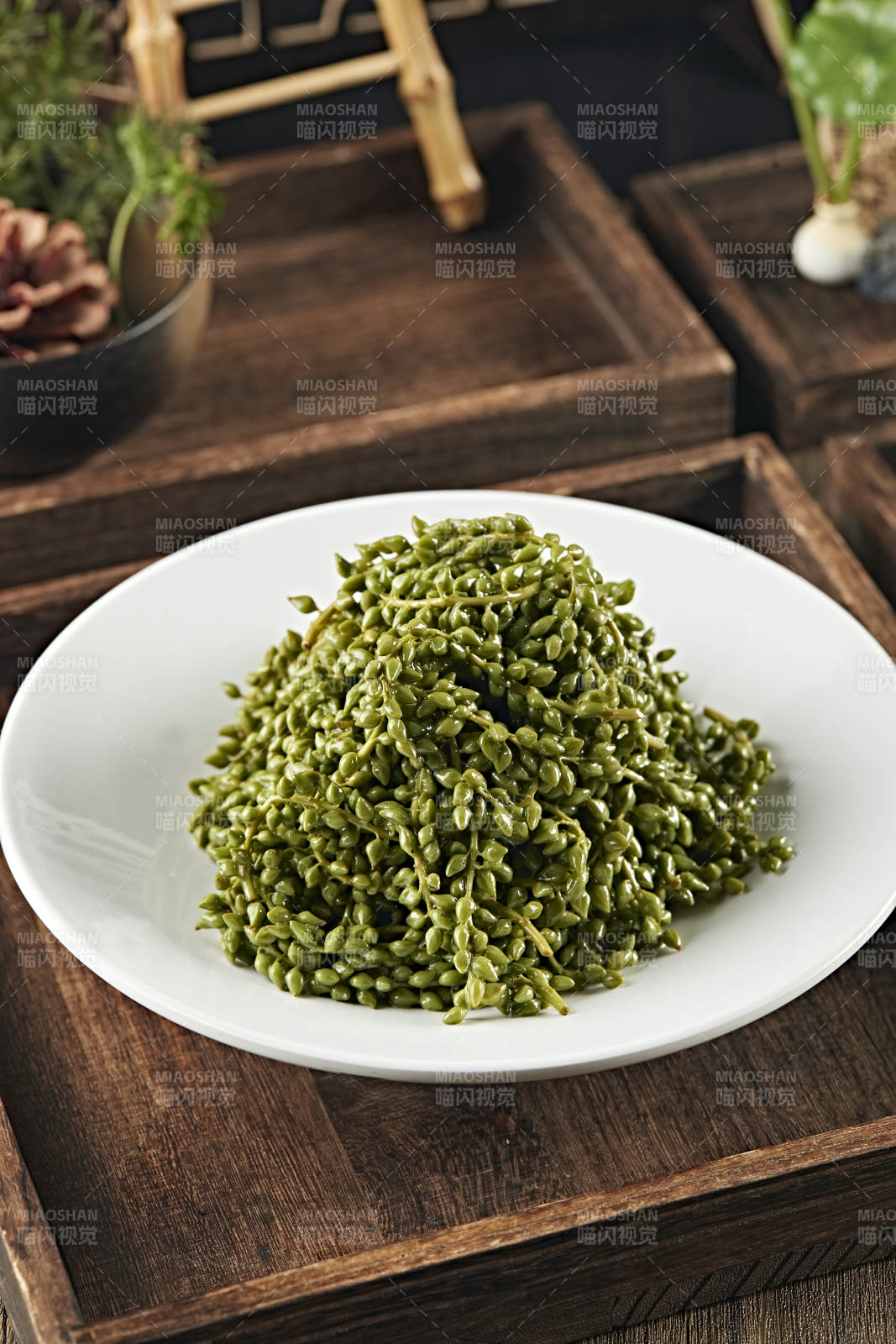 养生野菜杨树芒图片