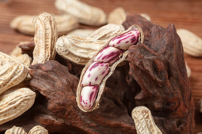 紫纹花生特写图片