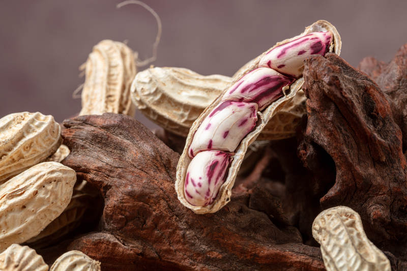 紫纹花生特写图片