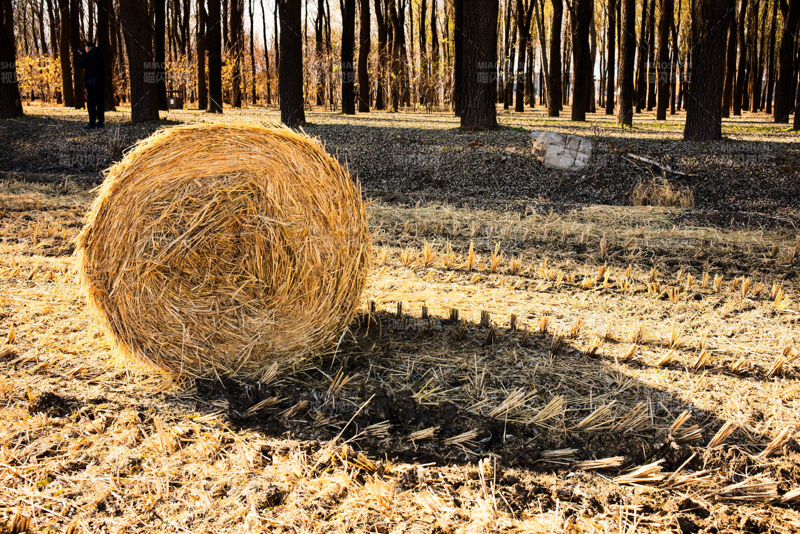 北京海淀稻香花海—金秋麦田草垛图片