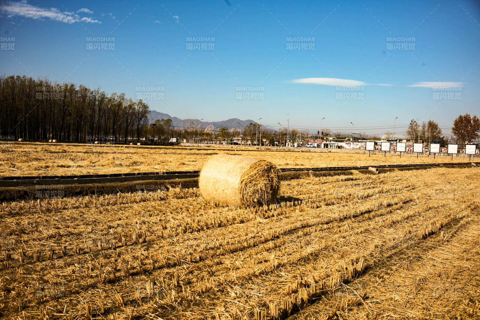 北京海淀稻香花海—金秋麦田草垛图片