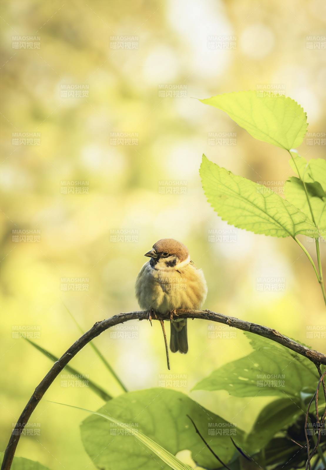 小鸟栖枝 绿意盎然图片
