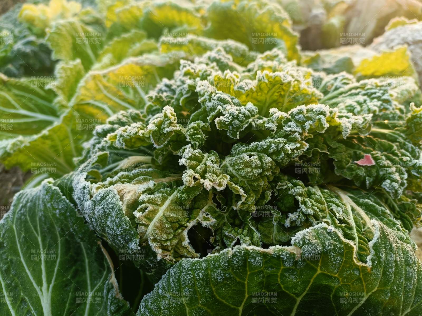 霜覆绿叶菜图片