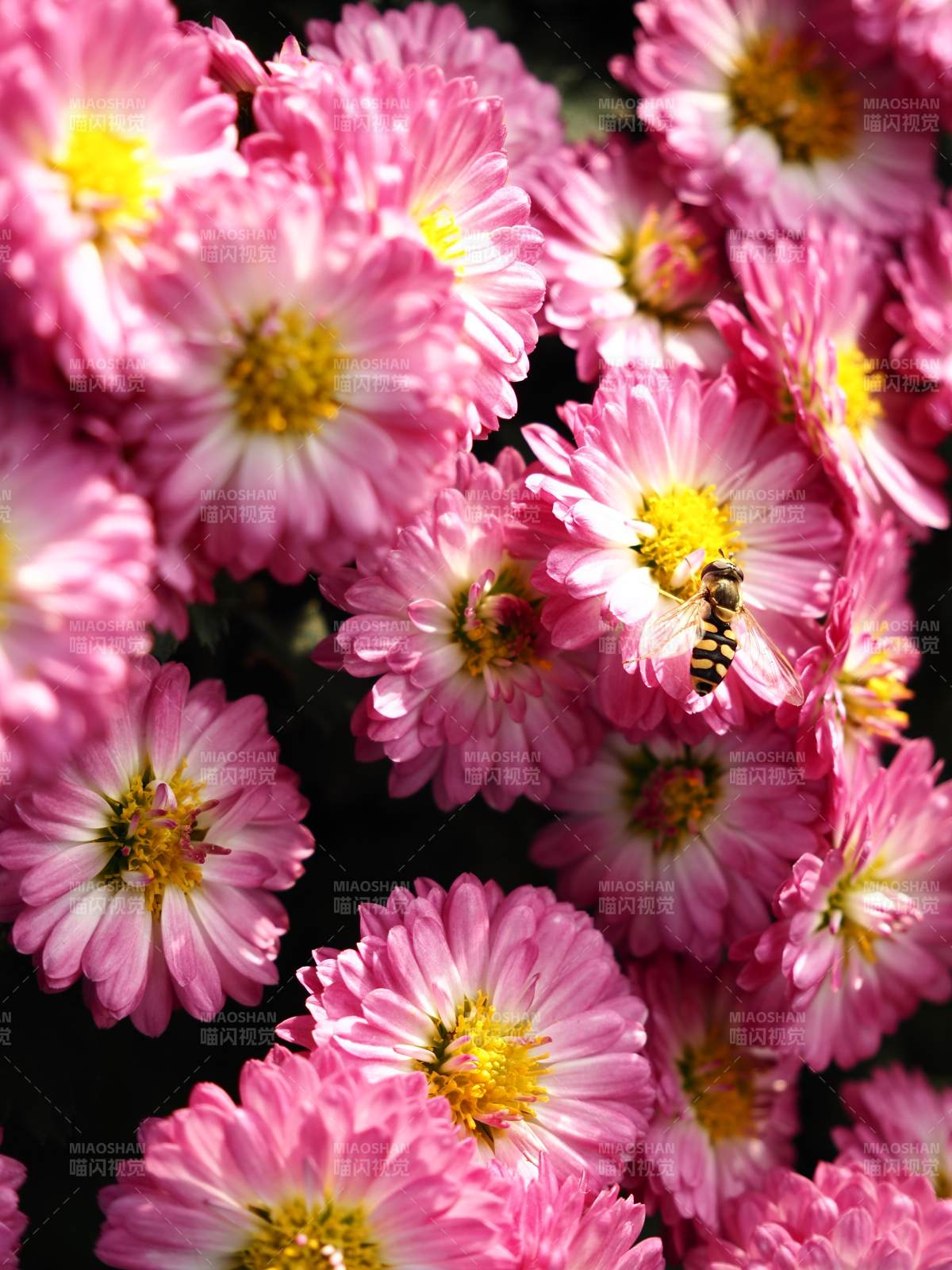 粉菊蜂舞图片
