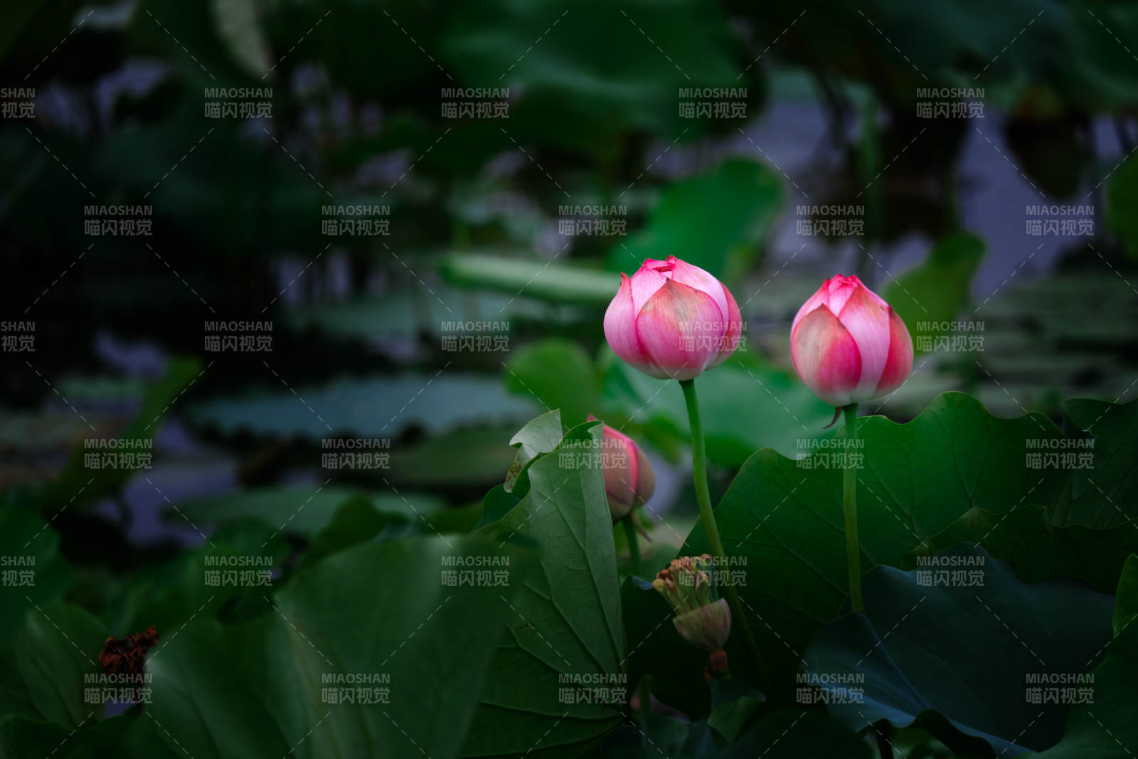 荷花绽放于绿叶间 宜昌高湖村荷花池图片