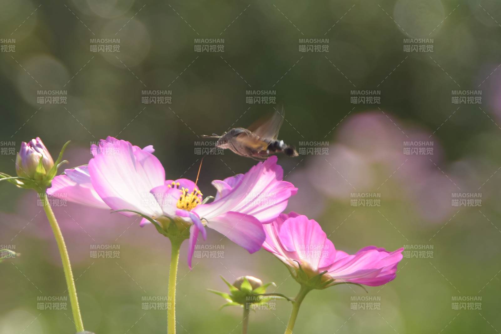 蜂蝶采蜜花间舞图片