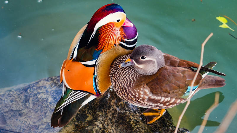 鸳鸯依偎水中图片