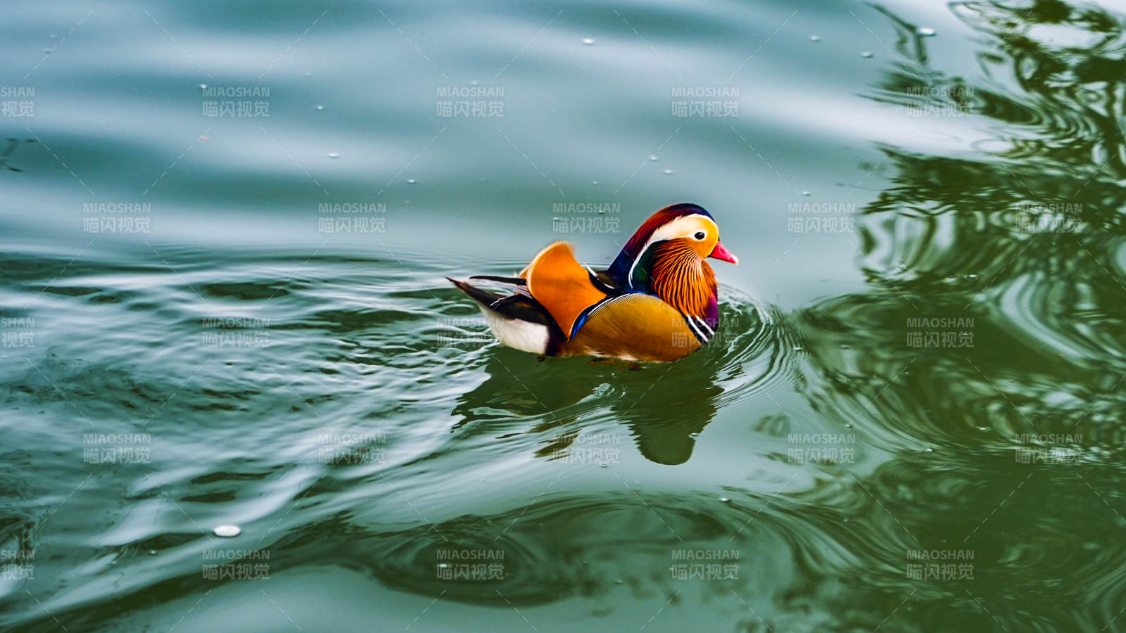 鸳鸯戏水图片