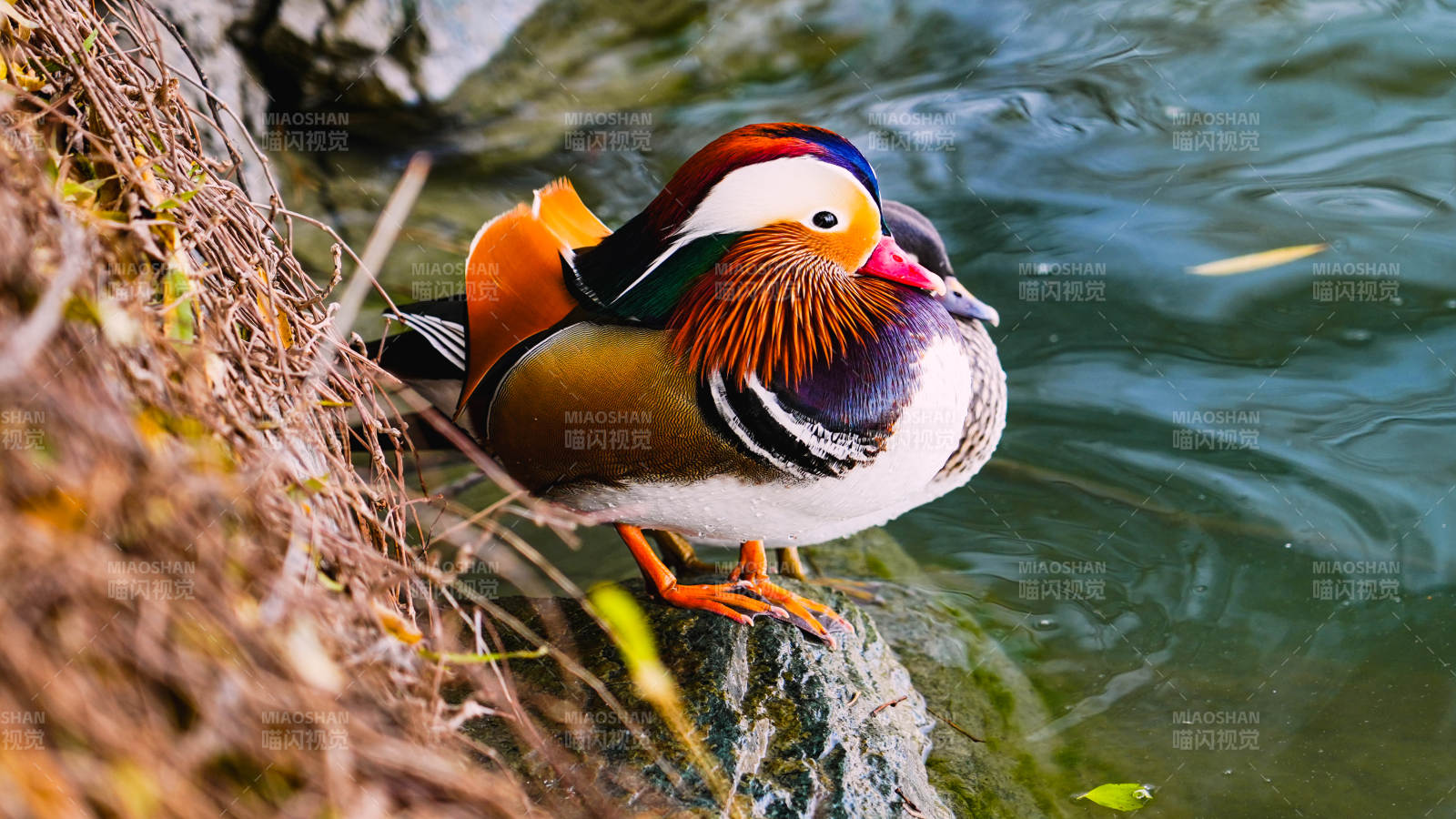 鸳鸯栖水畔图片