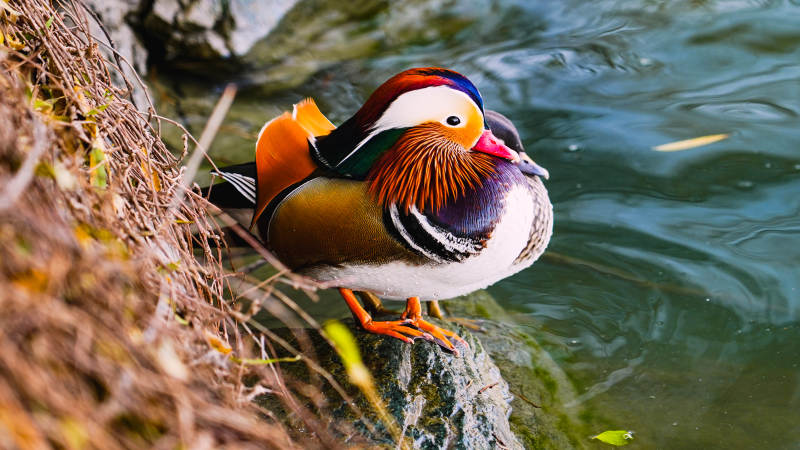 鸳鸯栖水畔图片