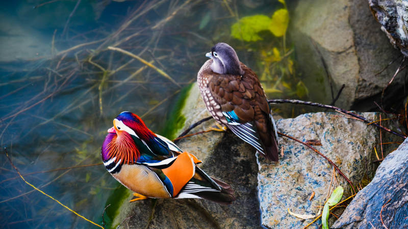 鸳鸯戏水石上栖图片