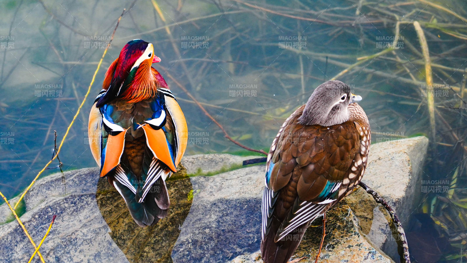 鸳鸯栖息水边石上图片