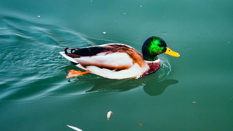 绿头鸭游水图片