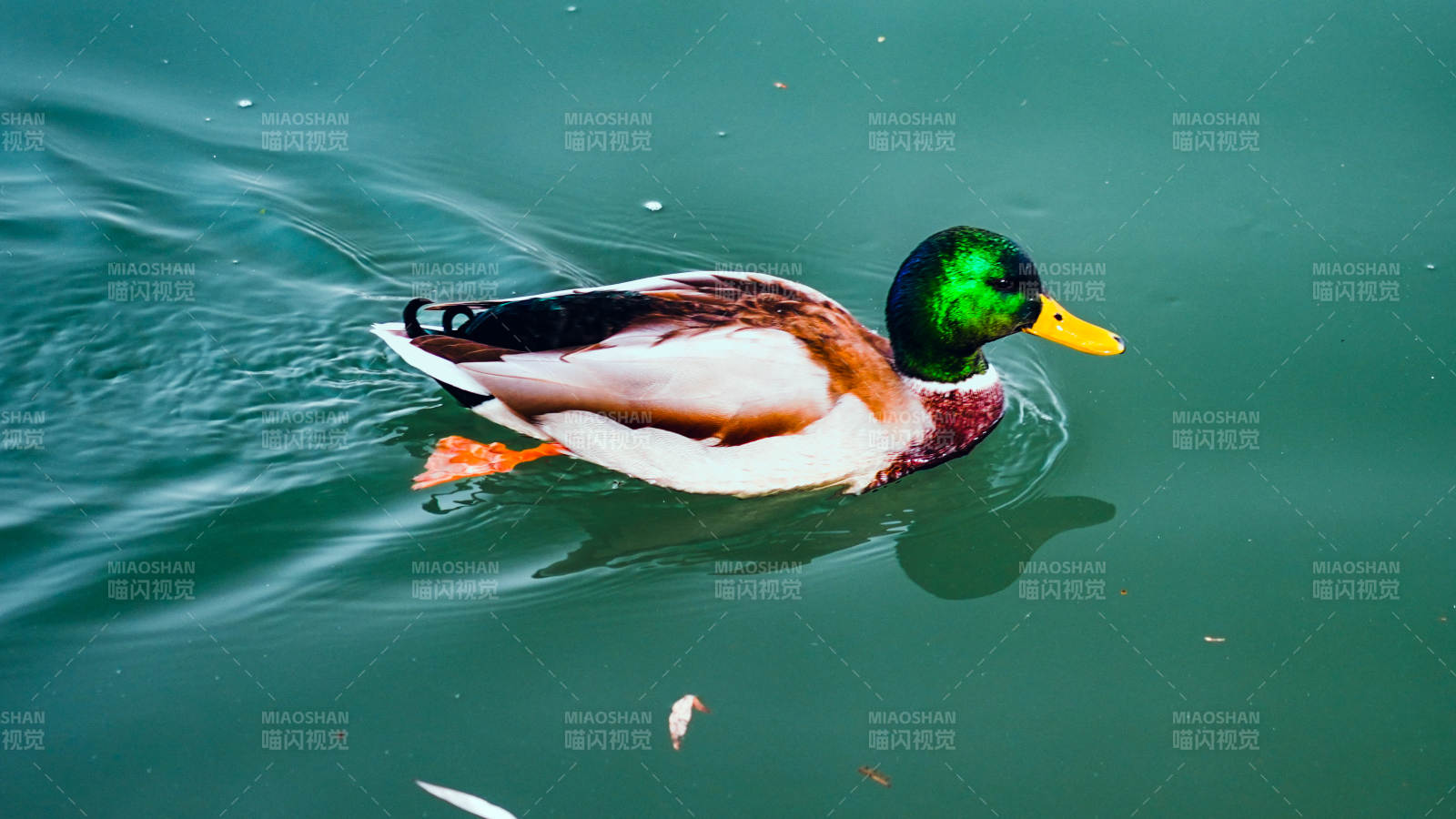 绿头鸭游水图片