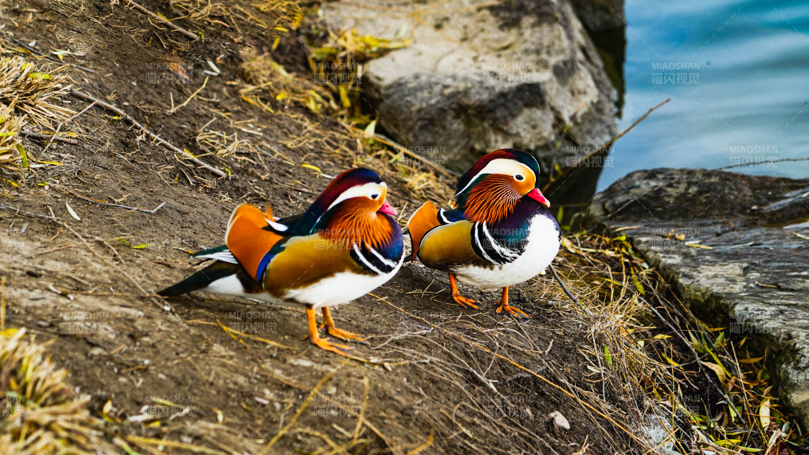 鸳鸯依偎岸边图片