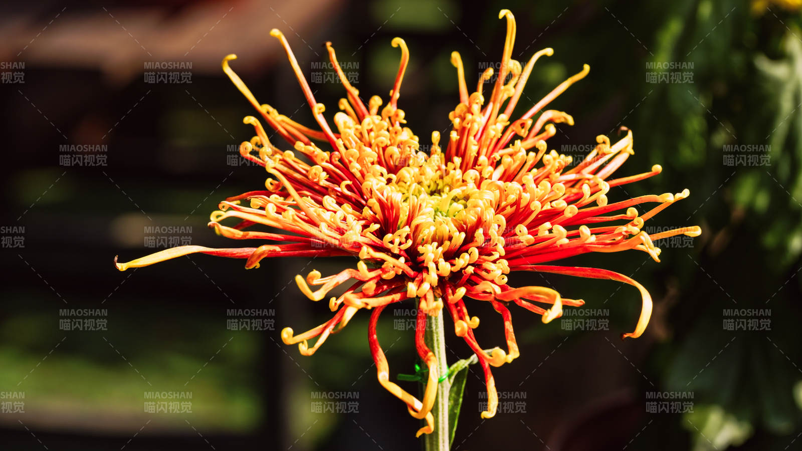 菊花绽放 色彩斑斓图片