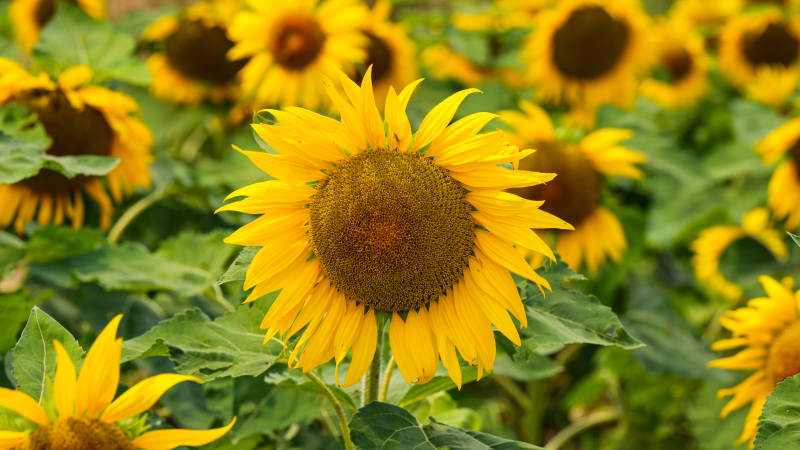 向日葵盛开图片