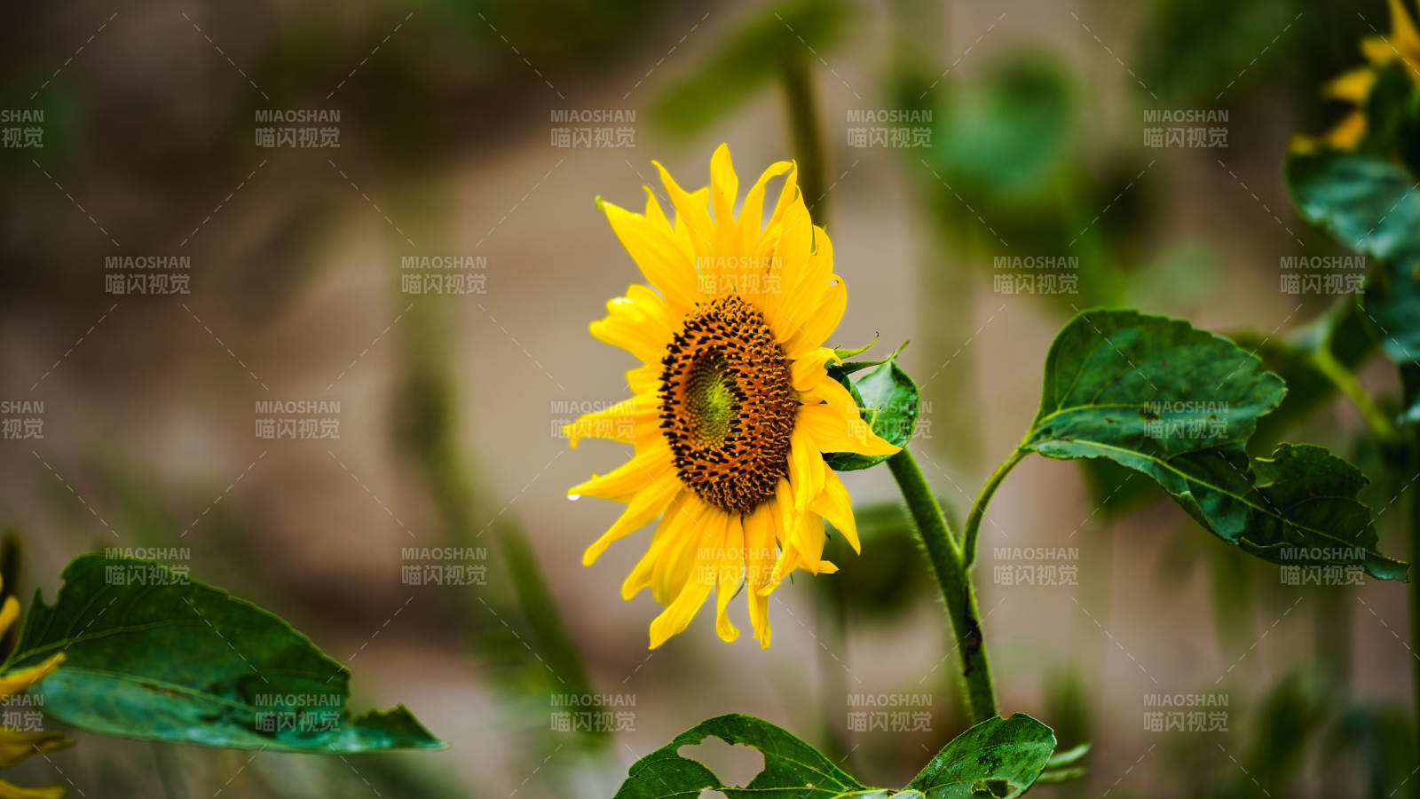 向日葵绽放图片