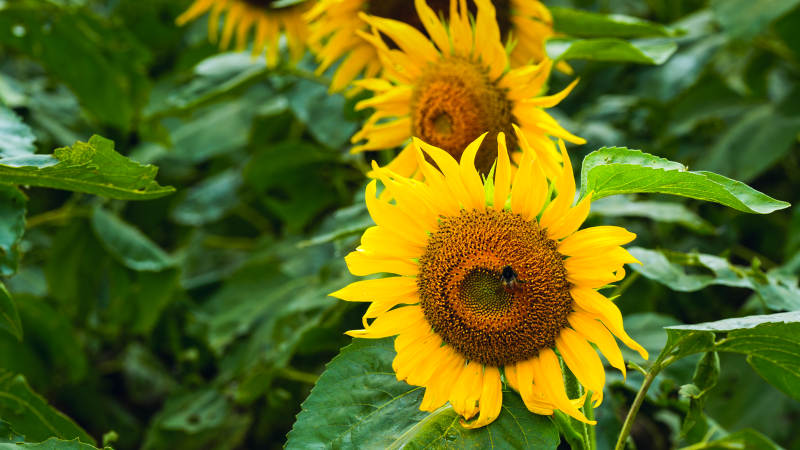 向日葵绽放生机图片