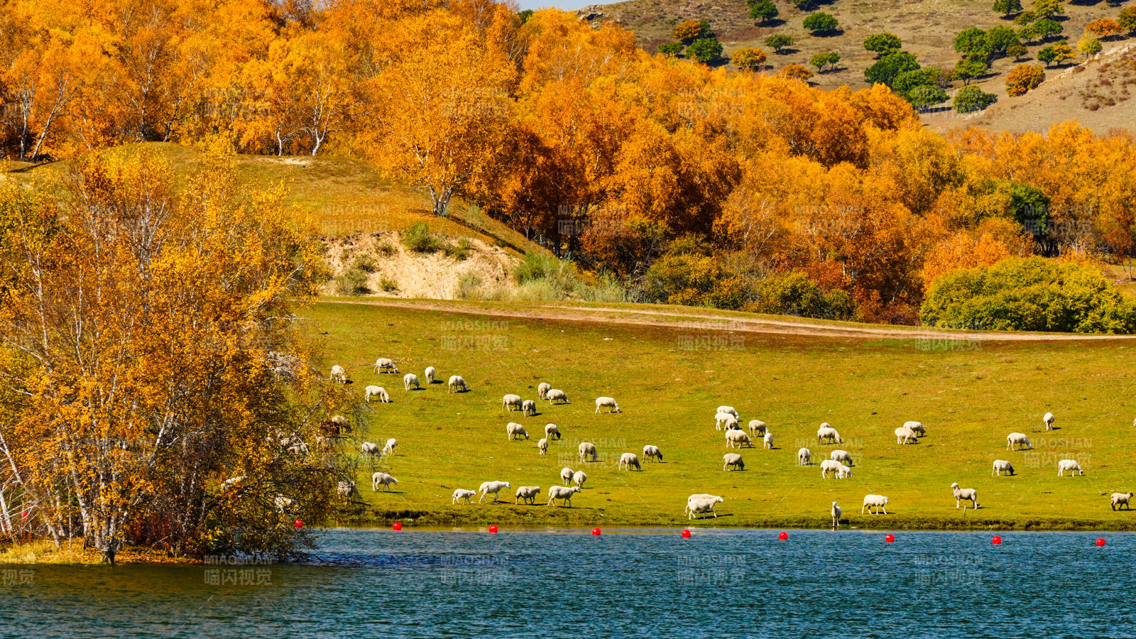 乌兰布统公主湖秋日湖畔牧羊图图片
