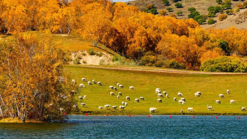 乌兰布统公主湖秋日湖畔牧羊图图片