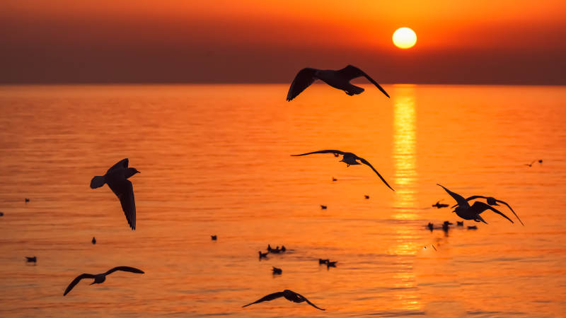 夕阳海鸟飞图片