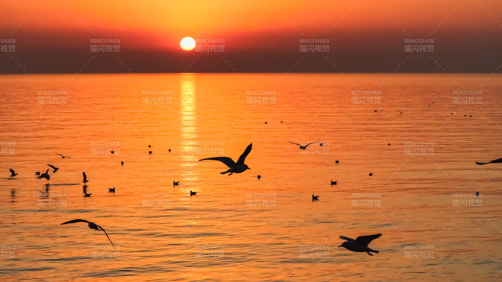 日落海鸟飞翔图片