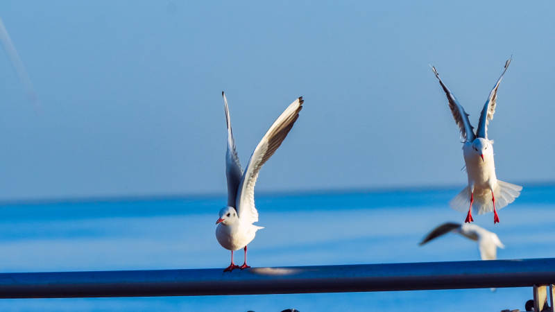 海鸥展翅飞翔图片