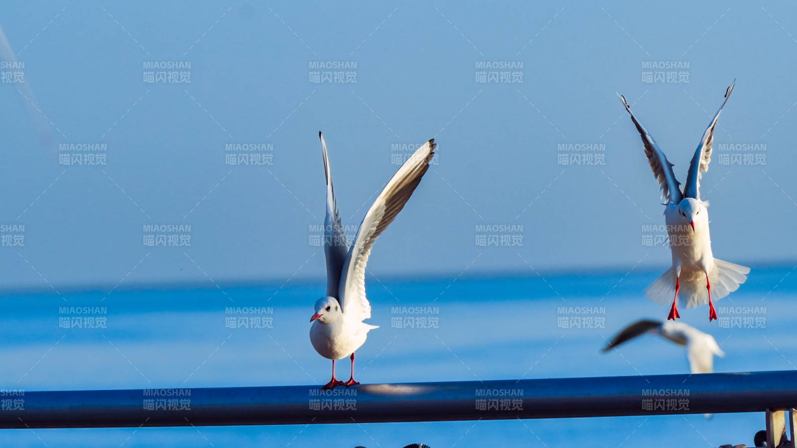 海鸥展翅飞翔图片