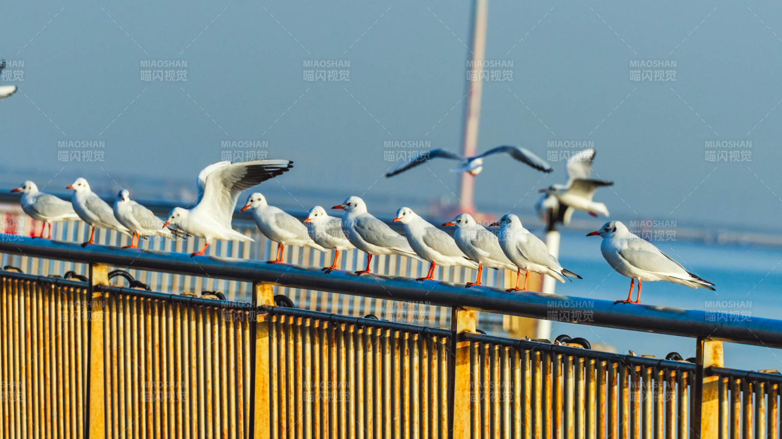 海鸥栖息栏杆上图片