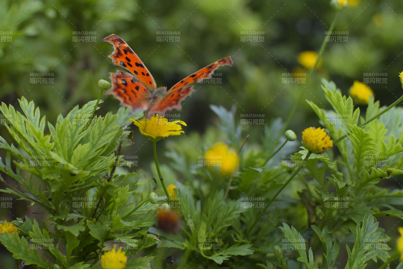 蝴蝶栖花丛图片