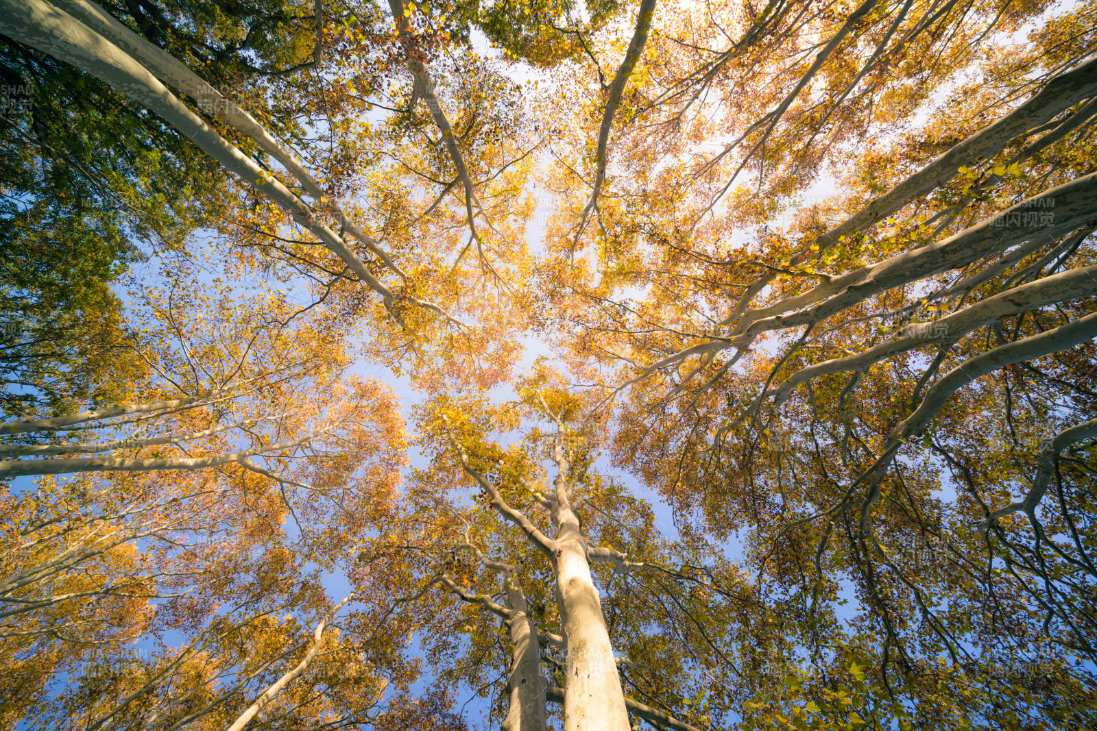 秋林仰望图片