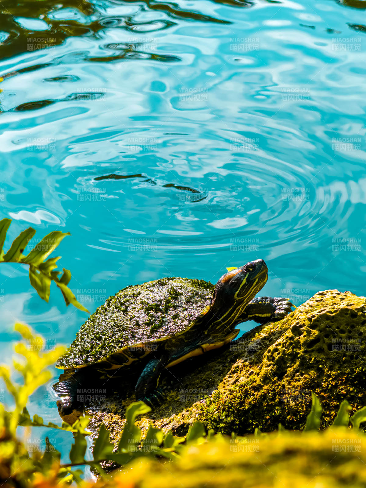 池边静憩的乌龟图片
