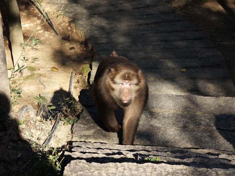 猴子在石阶上行走图片