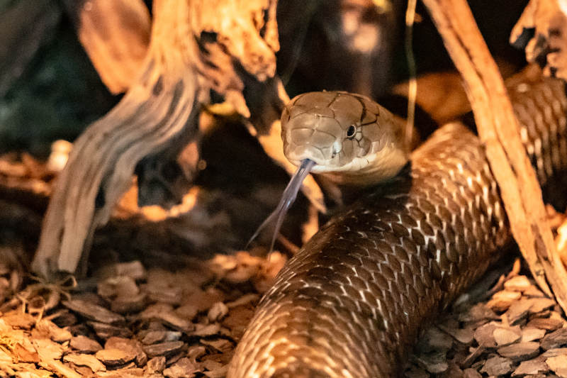 蛇探舌 静伏林间图片