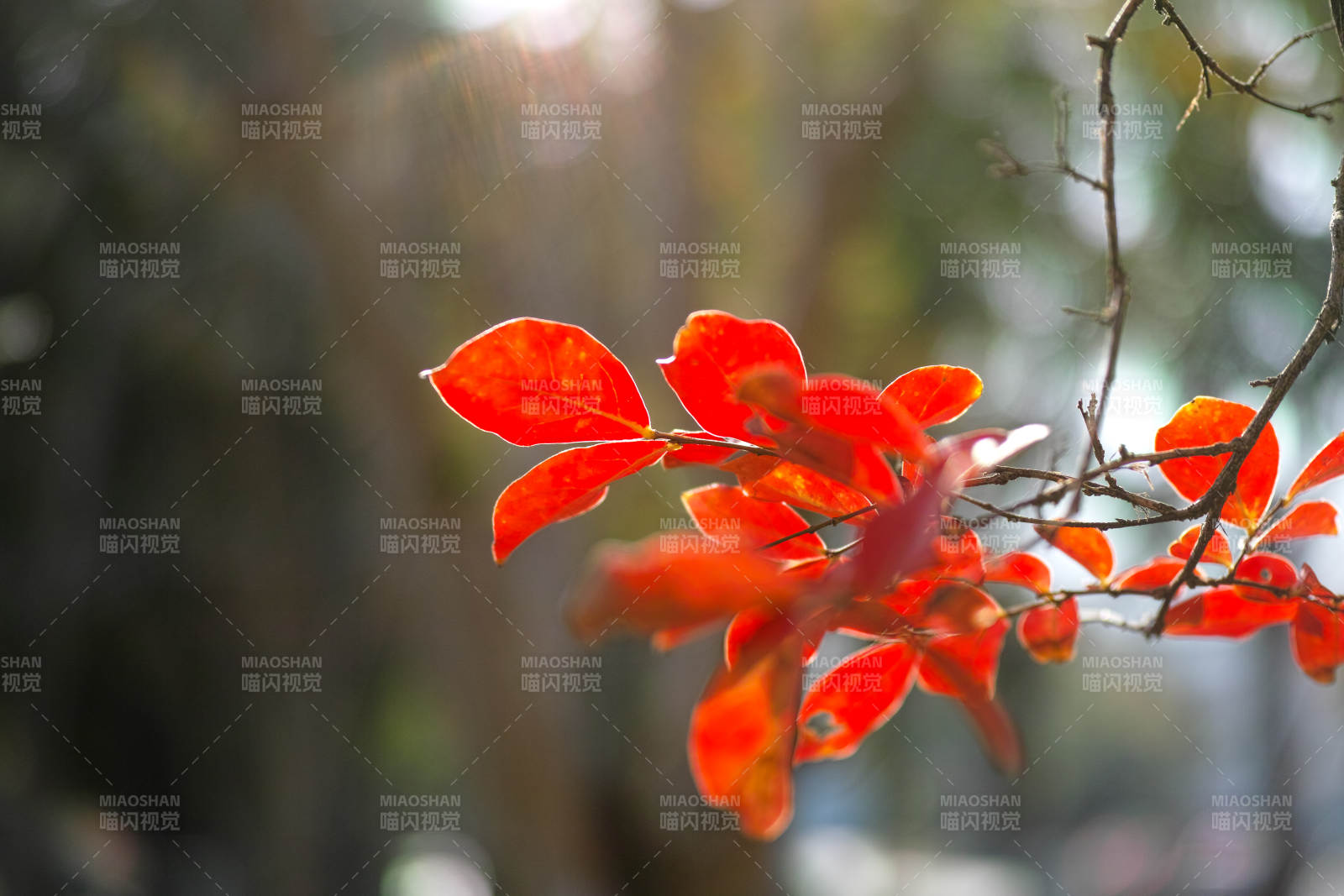 秋叶红艳枝头图片