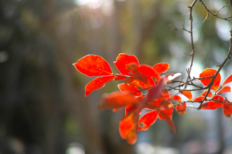 秋叶红艳枝头图片