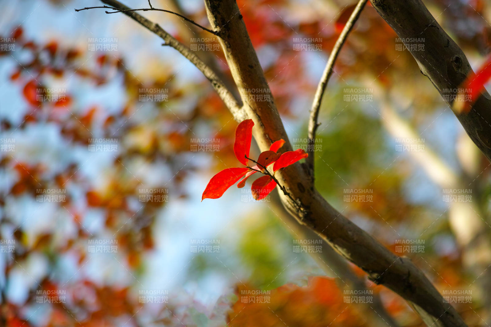 秋叶红枝图片