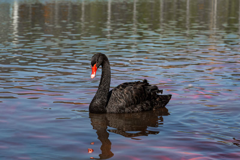 黑天鹅静游湖面图片