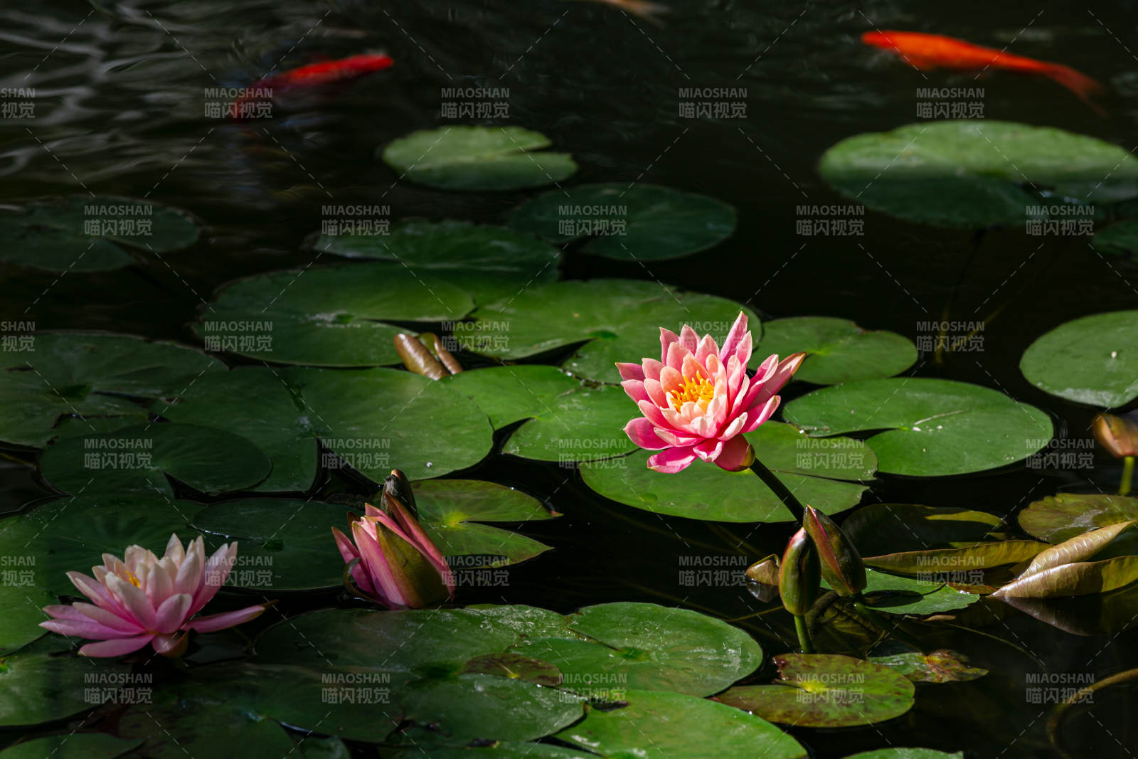荷花映水 鱼戏莲间图片