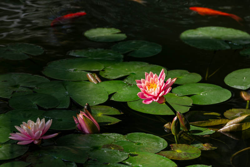 荷花映水 鱼戏莲间图片