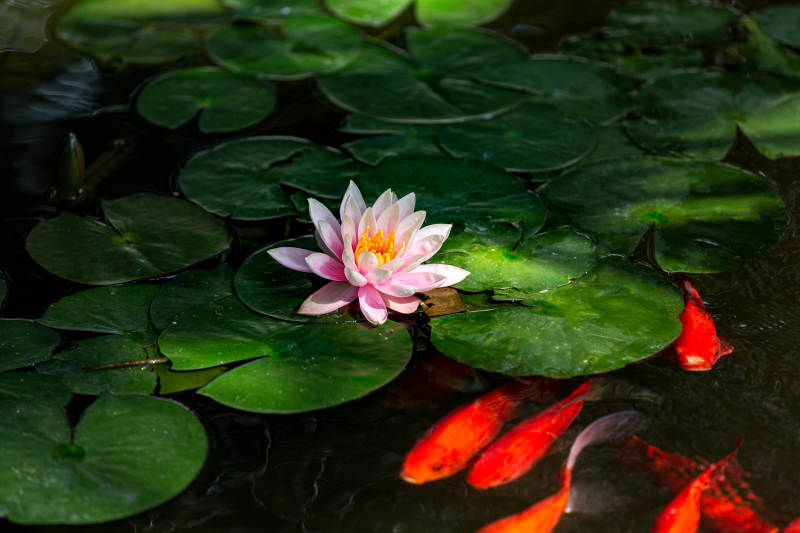 荷花映鱼戏水图片