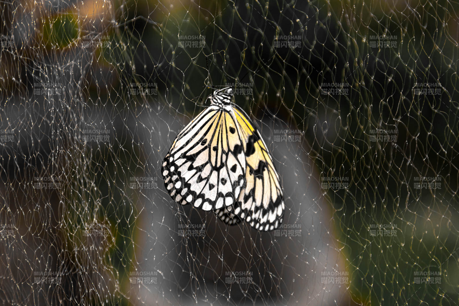 蝶舞蛛网间图片