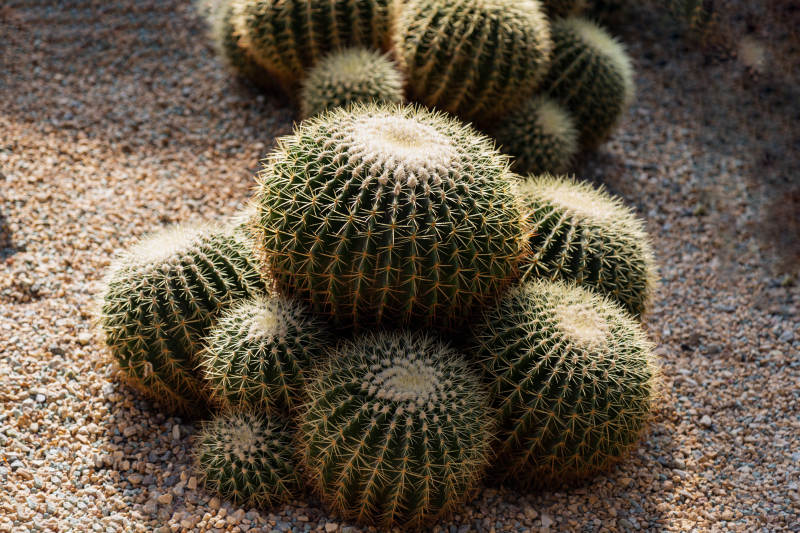 金琥仙人球群植图片