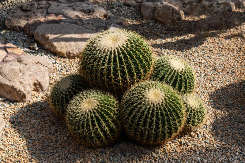 金琥仙人球群景图片