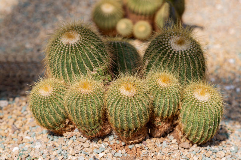 金琥仙人球群景图片