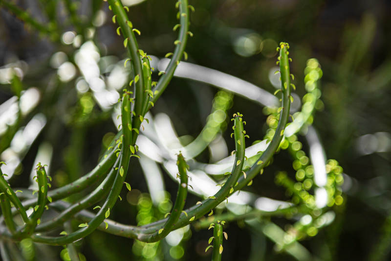 绿枝缠绕生机盎然图片