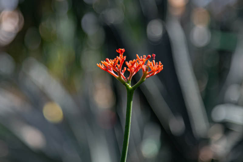 红花绽放枝头图片