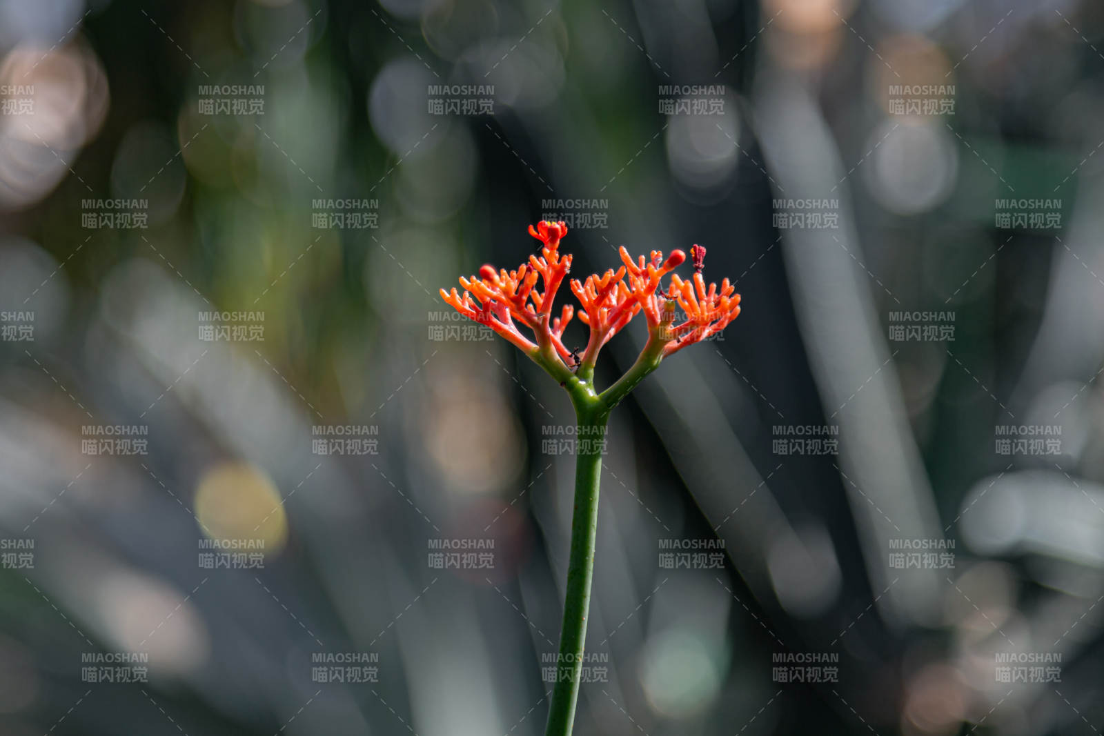 红花绽放枝头图片