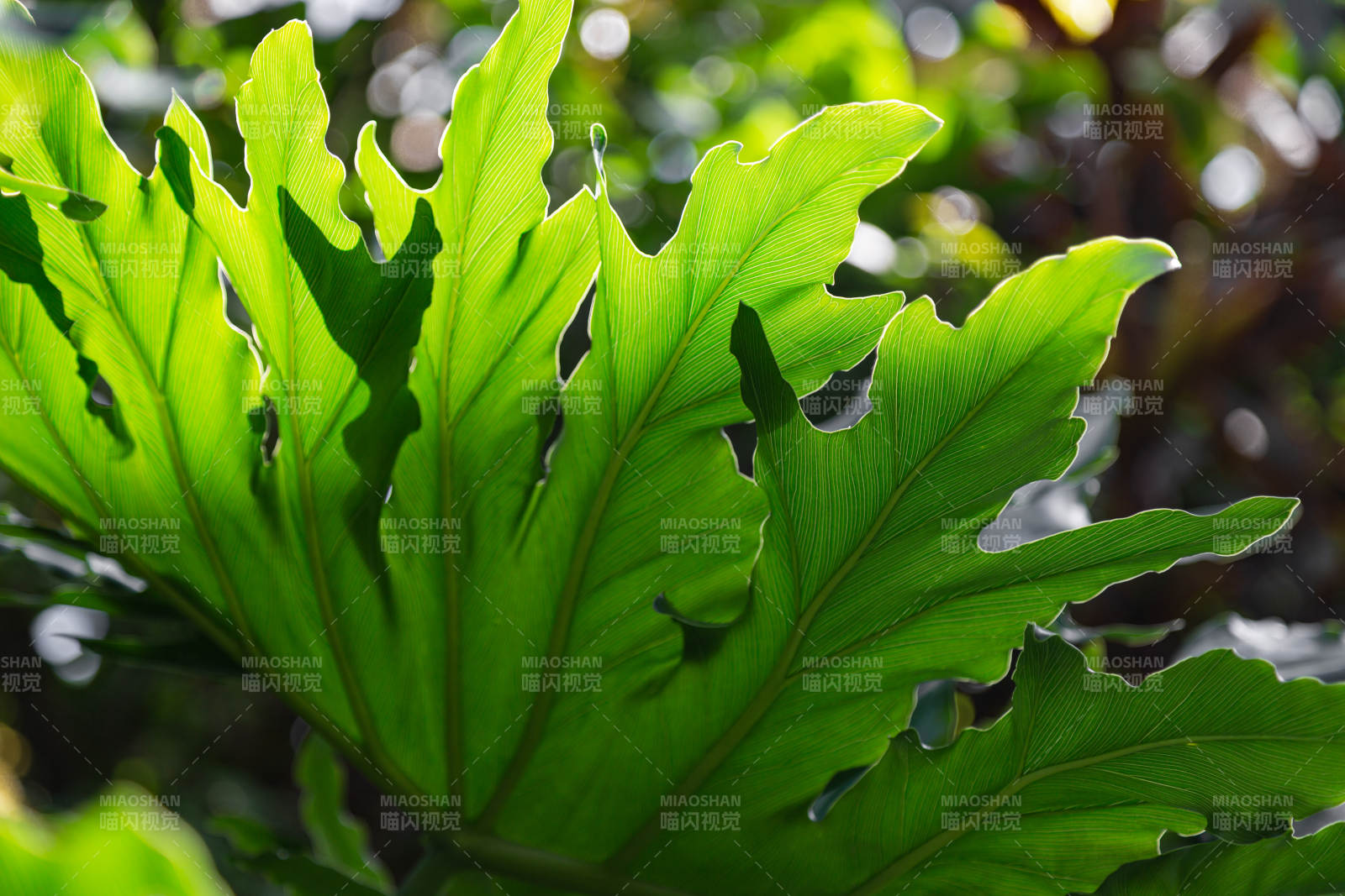 绿叶生机盎然图片